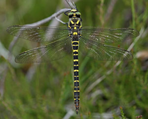 Goldeen Ringed Dragonfly