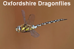 Oxfordshire Dragonflies