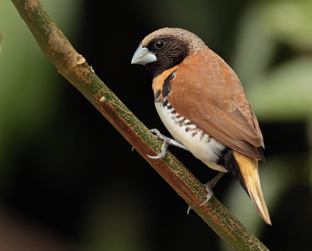 Chestnut breasted Manakin