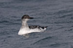 Pigeon Guillemot