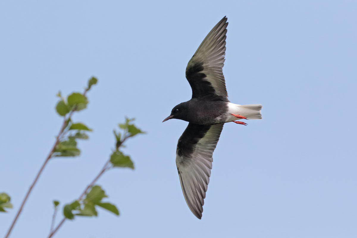 White-winged Black Tern