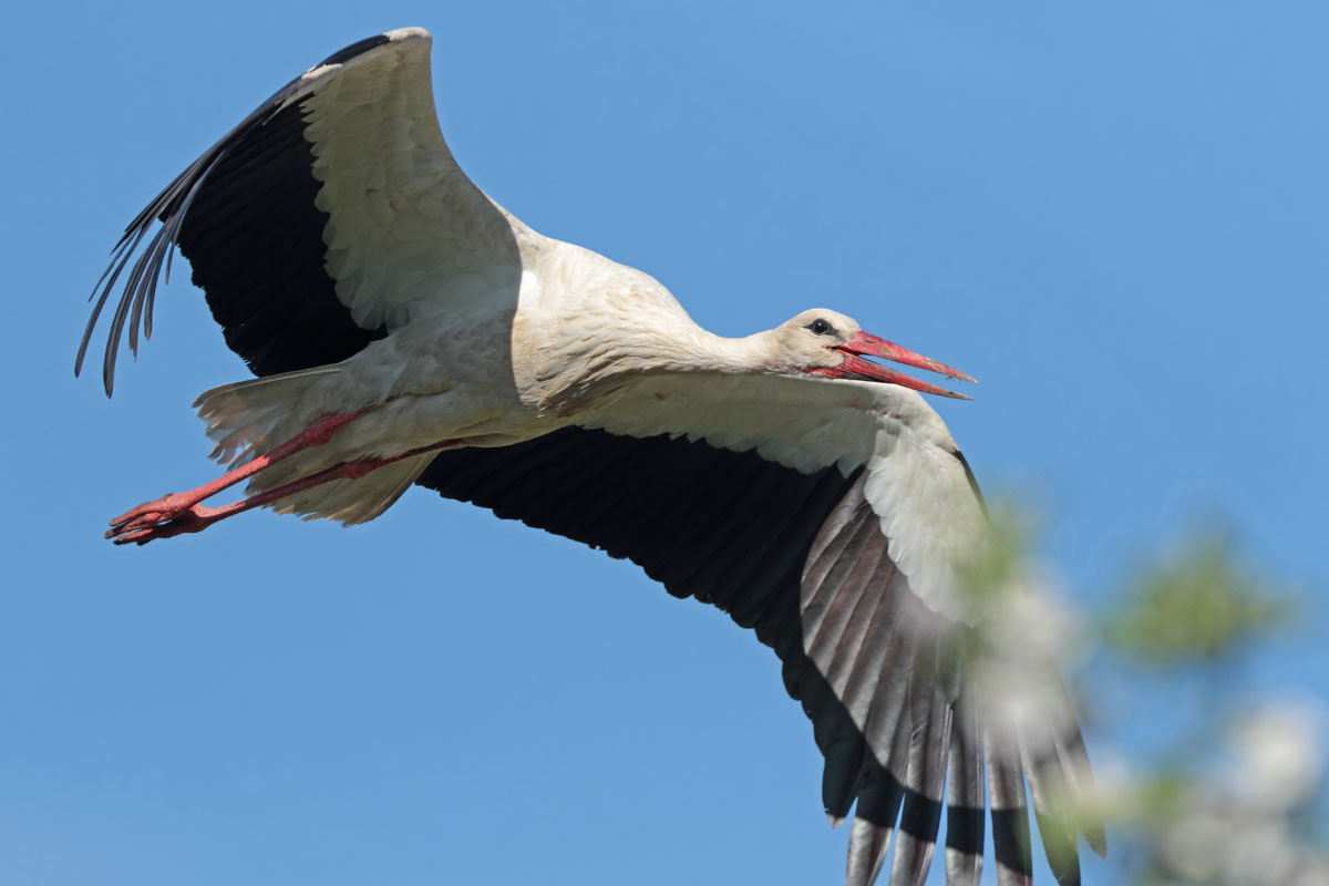 White Stork