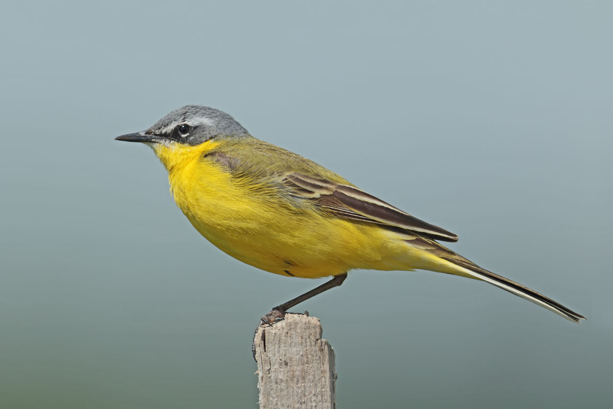 Yellow Wagtail