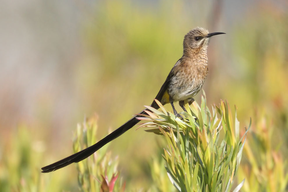 Cape Sugarbird