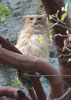 Brown Fish Owl