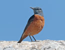 Rock Thrush