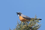 White throated Robin