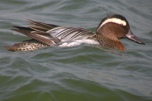 Garganey, Farmoor Reservoir