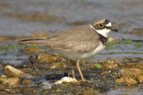 Little Ringed Plover