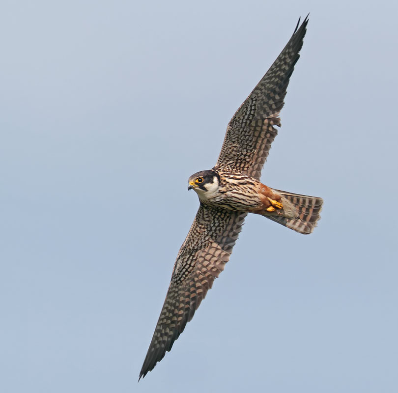 Hobby