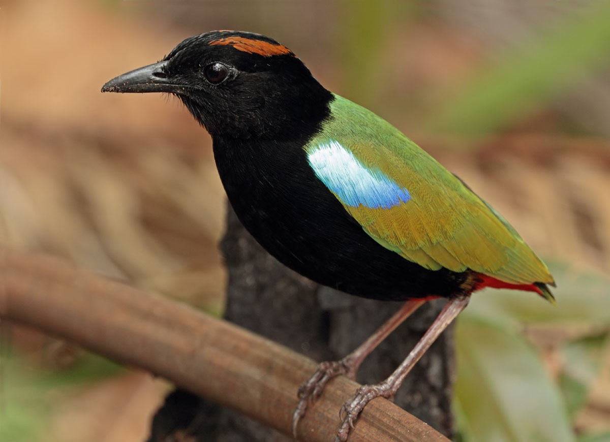 Rainbow Pitta