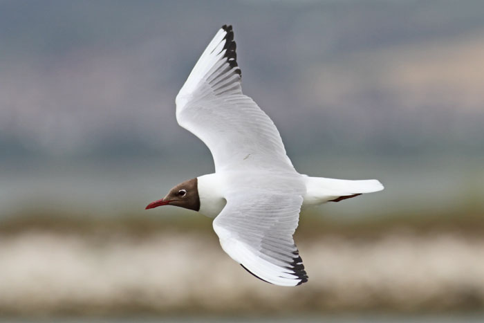 Black-headed Gull