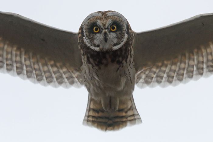 Short-eared Owl