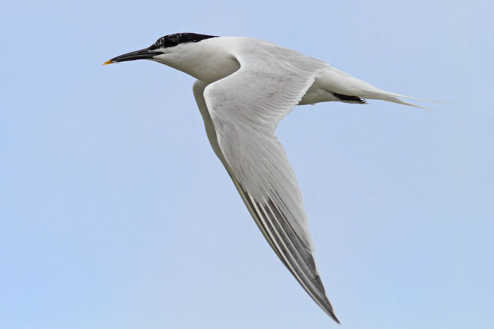 Sandwich Tern